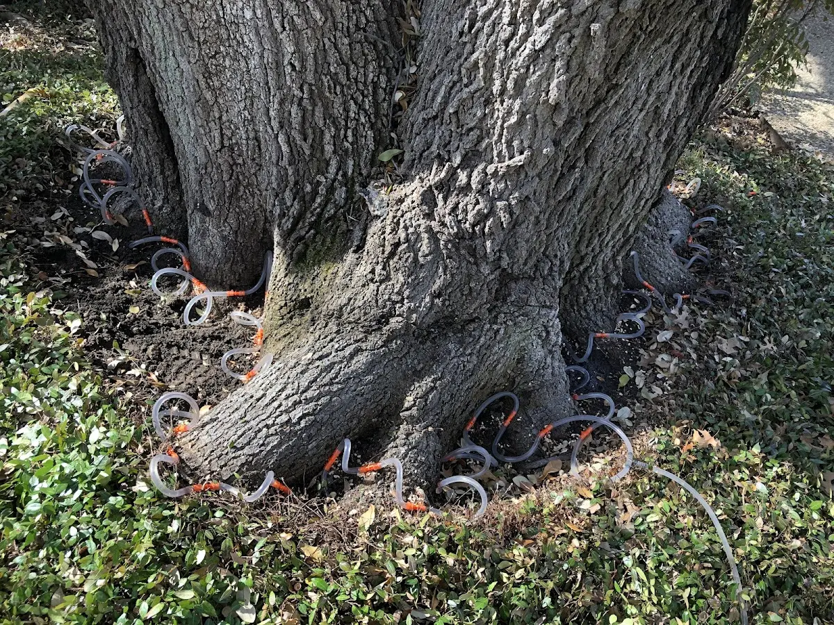 Detailed Tree Cabling and Bracing job site in Walloon Lake