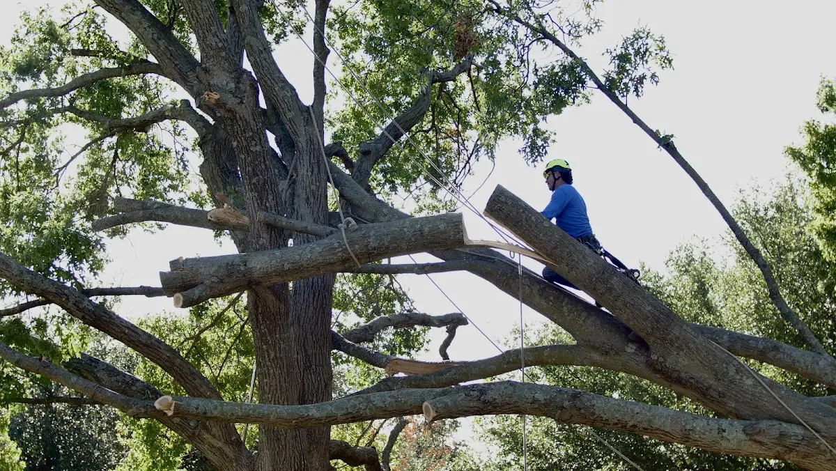Professional Crown Thinning performed by certified arborists in Walloon Lake