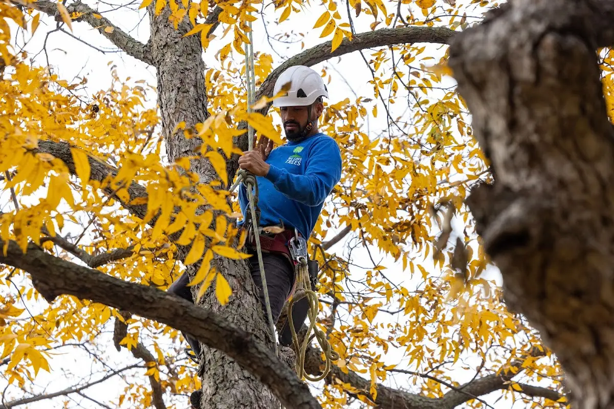 Skilled Tree Planing crew working in Walloon Lake